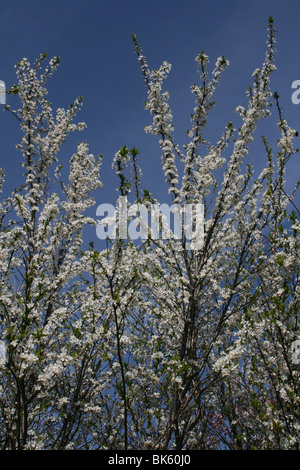 Prugnolo Prunus spinosa Blossom prese a West Kirby, Wirral, Regno Unito Foto Stock