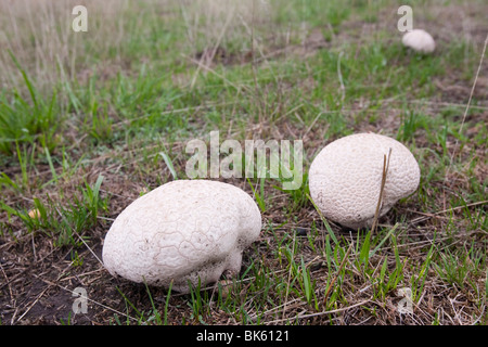 Funghi in un campo nei pressi di Adaminaby, Nuovo Galles del Sud, Australia. Foto Stock