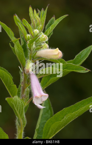 Il sesamo (Sesamum indicum), fioritura. Foto Stock