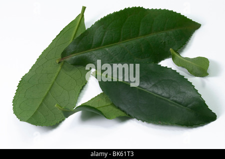 Pianta del tè (Camellia sinensis), foglie verdi studio immagine. Foto Stock