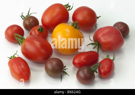 Pomodoro (Solanum lycopersicum), frutto di diverse varietà, foto in studio. Foto Stock