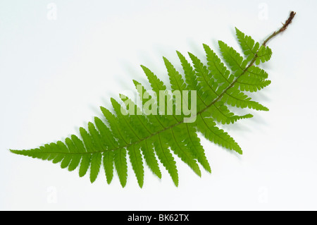 Felce maschio (Dryopteris filix-mas), frond, studio immagine. Foto Stock