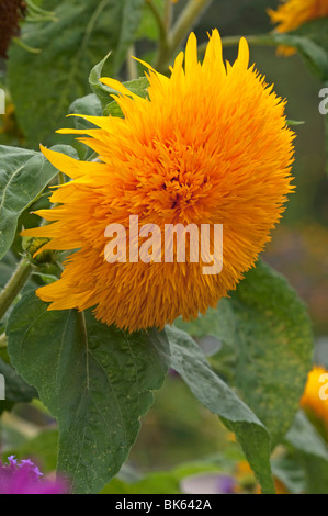 Girasole (Helianthus annuus), varietà: Teddy Bear, fiore. Foto Stock