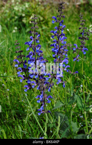 Meadow Clary (Salvia pratensis), fioritura. Foto Stock