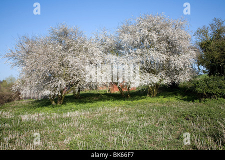 Possono sbocciare il prugnolo tree Foto Stock