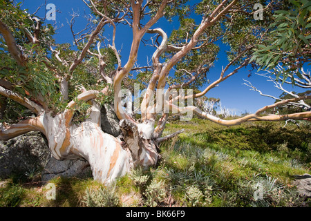 Snow Gum alberi nelle montagne innevate, Australia. Foto Stock