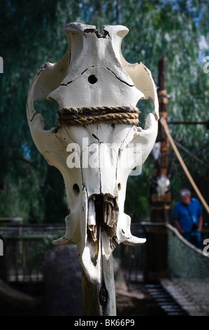 Una vacca di cranio legato ad un palo da recinzione con un foro di proiettile chiaramente visibile nella sua , visto su una fattoria di coccodrilli in Sud Africa. Foto Stock