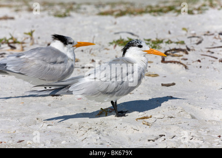 'Royal Sterne' su una spiaggia, 'Sanibel Island', Florida, Stati Uniti d'America Foto Stock