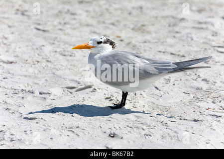 'Royal Tern' su una spiaggia, 'Sanibel Island', Florida, Stati Uniti d'America Foto Stock