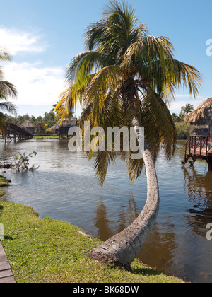 Palme sul tesoro vicino Lago di replica di Taino villaggio indiano, Cuba Foto Stock