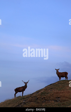 Red Deer stags sull'Isola di Skye all'alba Foto Stock