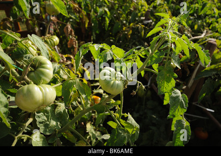 Pomodori verdi e la pianta di pomodoro su un giardino vegetale Foto Stock