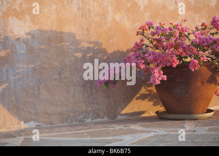 La composizione floreale, Manda Bay Resort, l'arcipelago di Lamu, Kenya, Africa Foto Stock