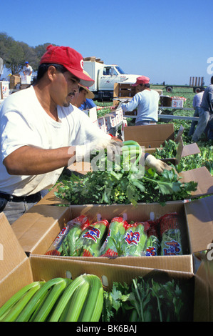 I lavoratori migranti la raccolta di sedano Brawley California Foto Stock