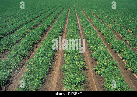 Filari di piante di pomodoro in California Foto Stock