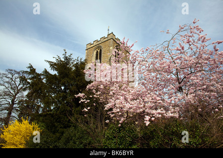 St Mary a Latton chiesa parrocchiale a Harlow, Essex fotografato con molla blossom. Foto Stock