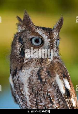 Est della Civetta Foto Stock