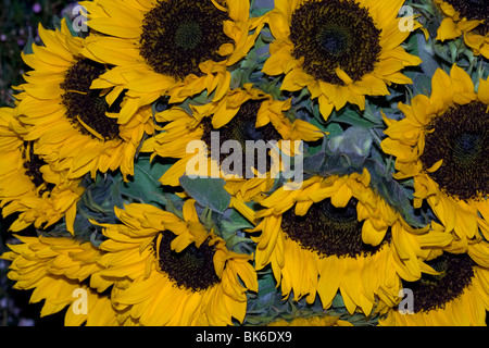 Grappolo d'estate il giallo dei girasoli, buquet di fiori Foto Stock
