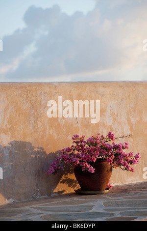 Vaso di fiori accanto al Muro Esterno Foto Stock