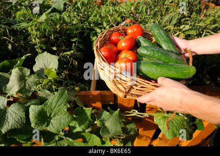 La raccolta dei pomodori e cetrioli su un giardino vegetale Foto Stock