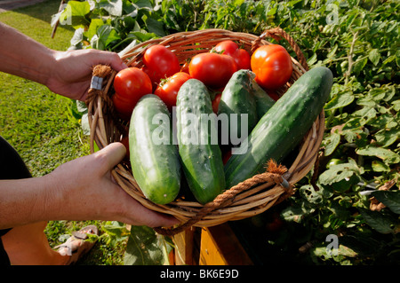 La raccolta dei pomodori e cetrioli su un giardino vegetale Foto Stock