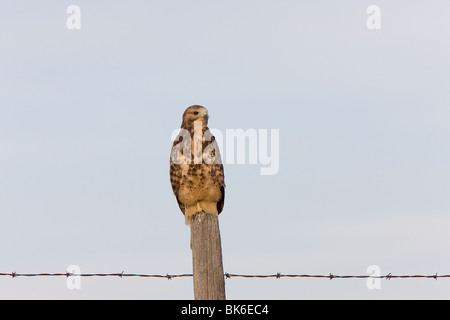 Hawk neonata appollaiato sul palo da recinzione Foto Stock