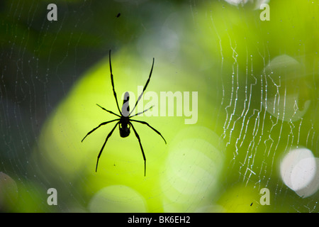 Un ragno di grandi dimensioni in il Daintree foresta di pioggia nel Nord Queensland, Australia. Foto Stock