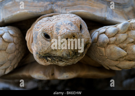 African spronato tartaruga Foto Stock