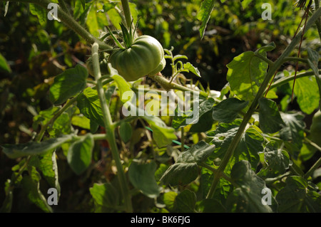 Pomodori verdi e la pianta di pomodoro su un giardino vegetale Foto Stock