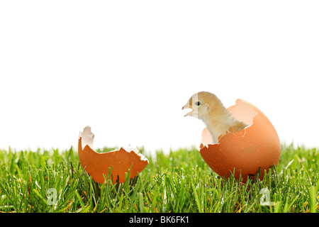 Una vista di un baby chicken su un prato verde Foto Stock