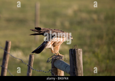 Hawk atterraggio sul palo da recinzione Foto Stock