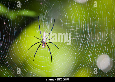 Un ragno di grandi dimensioni in il Daintree foresta di pioggia nel Nord Queensland, Australia. Foto Stock