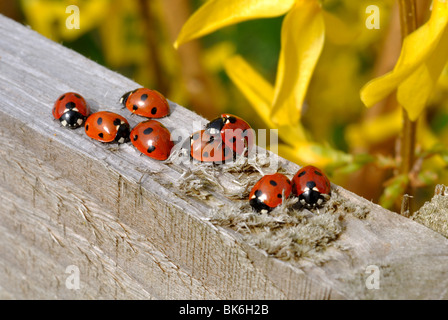 Coccinelle su un giardino recinto, REGNO UNITO Foto Stock