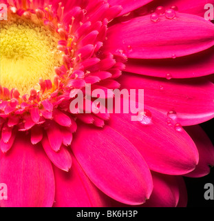 Gocce di acqua su pink gerbera Foto Stock