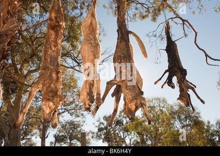Cani selvatici shot e appeso su un lato strada albero vicino Lago Eucumbene, Australia, da parte di un agricoltore la cui pecore erano attaccati Foto Stock