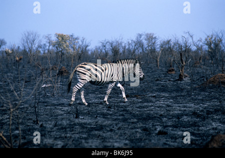 Un lone zebra passeggiate attraverso un olocausto e segnato il paesaggio a seguito di un fuoco selvaggio al Parco Nazionale di Kruger. Foto Stock