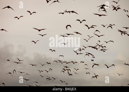 Le volpi volanti o flying fox oltre Cairns nel Queensland, in Australia. Foto Stock