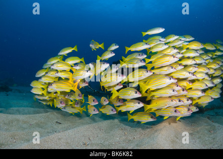 Scuola di francese giallo grugniti, Sud Africa Foto Stock