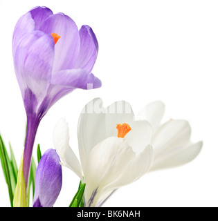 Bianco e viola la molla crocus fiori isolati su sfondo bianco Foto Stock