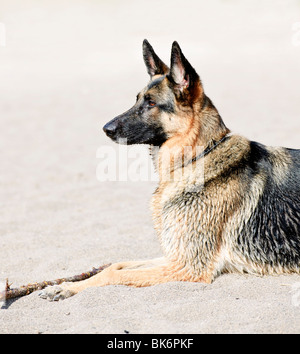 Una sana pastore tedesco cane sdraiato sulla spiaggia sabbiosa Foto Stock