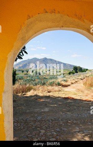 Agave cactus campo paesaggio dalla porta vicino a Tequila di Jalisco, Messico Foto Stock