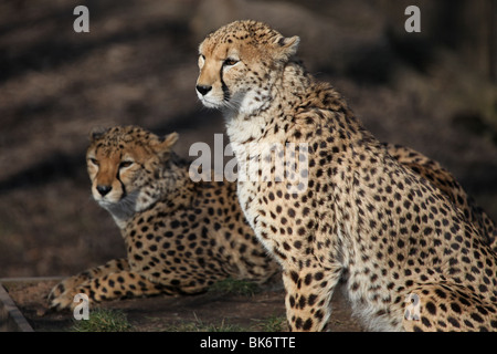 Coppia di ghepardi maschi di relax presso lo Zoo di Chester, Cheshire Foto Stock