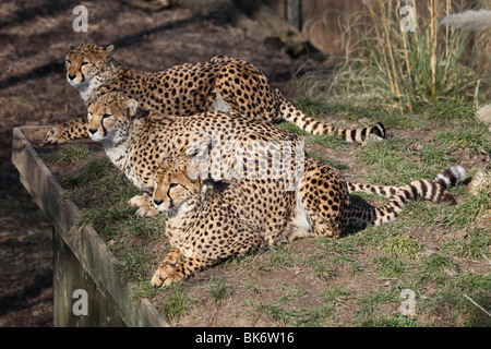 Tre ghepardi maschio in un momento di relax a nel sole di primavera presso lo Zoo di Chester Foto Stock