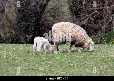 Agnello e madre nel Devon nel Regno Unito. Foto Stock