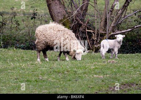 Agnello e madre nel Devon nel Regno Unito. Foto Stock