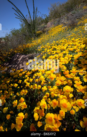 La molla fiori selvatici, California papaveri messicano (Eschscholzia californica mexicana), fiorisce nel Deserto di Sonora, Tucson, Arizona Foto Stock