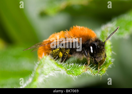 Andrena fulva - il tawny mining bee, femmina su foglia con il polline raccolto Foto Stock
