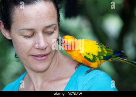 Un Sun Conure (Aratinga solstitialis) arroccato su una spalla di donna al mondo degli uccelli in Kuranda, Queensland, Australia. Foto Stock