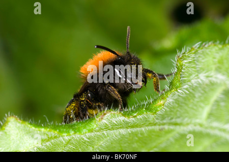 Andrena fulva - il tawny mining bee, femmina su foglia con il polline raccolto Foto Stock