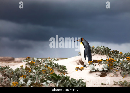 Pinguino reale a Volunteer Point East Falkland Foto Stock
